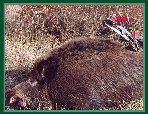 Wildboar Bow Hunting